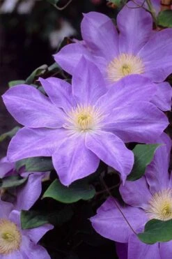 Diana's Delight Clematis - 1 Gallon Pot -Outlet The Ever Garden Store clematis dianas delight 2