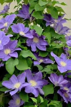 Diana's Delight Clematis - 1 Gallon Pot -Outlet The Ever Garden Store clematis dianas delight 3
