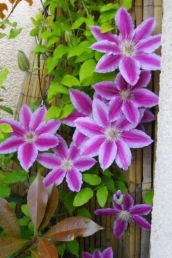 Dr. Ruppel Clematis - 1 Gallon Pot -Outlet The Ever Garden Store clematis dr ruppel 11