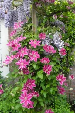 Dr. Ruppel Clematis - 1 Gallon Pot -Outlet The Ever Garden Store clematis dr ruppel 12