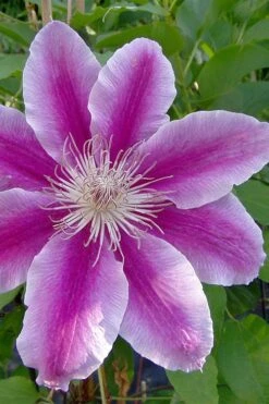 Dr. Ruppel Clematis - 1 Gallon Pot -Outlet The Ever Garden Store clematis dr ruppel 2