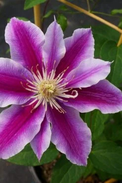Dr. Ruppel Clematis - 1 Gallon Pot -Outlet The Ever Garden Store clematis dr ruppel 7