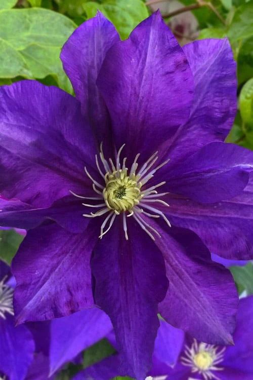 Duchess Of Cornwall Clematis- 1 Gallon Pot 1 Duchess Of Cornwall Clematis- 1 Gallon Pot