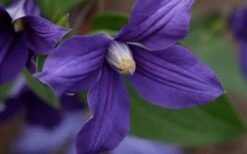 Durandii Clematis - 1 Gallon Pot 20 Durandii Clematis - 1 Gallon Pot -Outlet The Ever Garden Store clematis durandii 12