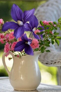 Durandii Clematis - 1 Gallon Pot 15 Durandii Clematis - 1 Gallon Pot -Outlet The Ever Garden Store clematis durandii 13