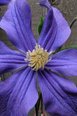 Durandii Clematis - 1 Gallon Pot 21 Durandii Clematis - 1 Gallon Pot -Outlet The Ever Garden Store clematis durandii 4