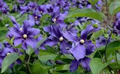 Durandii Clematis - 1 Gallon Pot 18 Durandii Clematis - 1 Gallon Pot -Outlet The Ever Garden Store clematis durandii 6