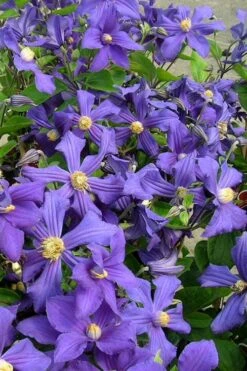 Durandii Clematis - 1 Gallon Pot 19 Durandii Clematis - 1 Gallon Pot -Outlet The Ever Garden Store clematis durandii 7