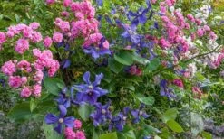 Durandii Clematis - 1 Gallon Pot 14 Durandii Clematis - 1 Gallon Pot -Outlet The Ever Garden Store clematis durandii 8