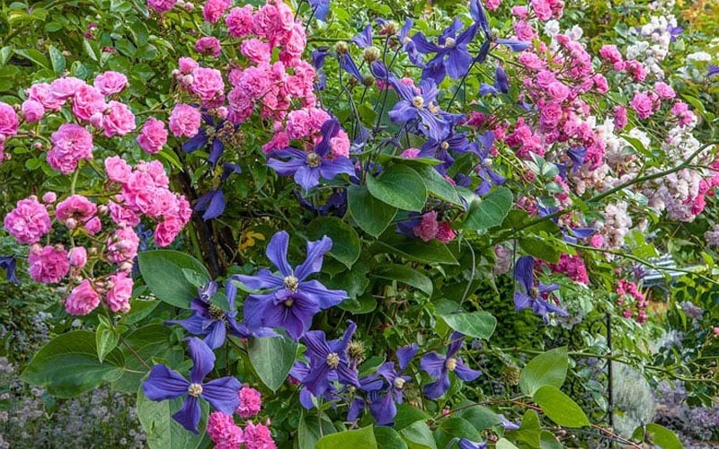 Durandii Clematis - 1 Gallon Pot 4 Durandii Clematis - 1 Gallon Pot - Image 4