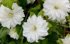Duchess Of Edinburgh Clematis - 1 Gallon Pot -Outlet The Ever Garden Store clematis duschess of edinburgh 3