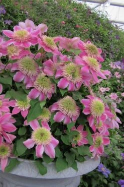Empress Clematis - 1 Gallon Pot -Outlet The Ever Garden Store clematis empress 4