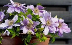 Filigree Clematis - 1 Gallon Pot -Outlet The Ever Garden Store clematis filigree 7
