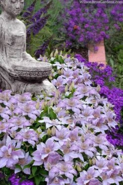 Filigree Clematis - 1 Gallon Pot -Outlet The Ever Garden Store clematis filigree 9