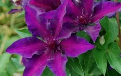 Fleuri Clematis - 1 Gallon Pot -Outlet The Ever Garden Store clematis fleuri 10