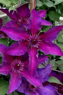 Fleuri Clematis - 1 Gallon Pot -Outlet The Ever Garden Store clematis fleuri 11