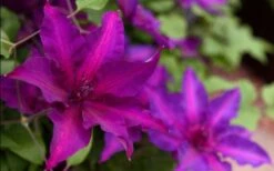 Fleuri Clematis - 1 Gallon Pot -Outlet The Ever Garden Store clematis fleuri 19
