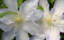 Gillian Blades Clematis - 1 Gallon Pot -Outlet The Ever Garden Store clematis gillian blades 4