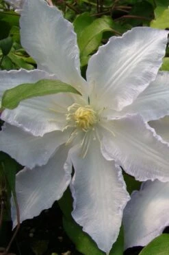 Gillian Blades Clematis - 1 Gallon Pot -Outlet The Ever Garden Store clematis gillian blades 5