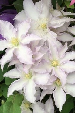 Gillian Blades Clematis - 1 Gallon Pot -Outlet The Ever Garden Store clematis gillian blades 500x750 1
