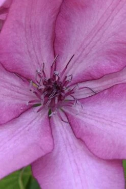 Giselle Clematis - 1 Gallon Pot -Outlet The Ever Garden Store clematis giselle 10