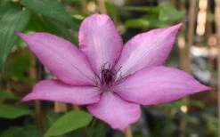 Giselle Clematis - 1 Gallon Pot -Outlet The Ever Garden Store clematis giselle 11