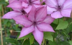 Giselle Clematis - 1 Gallon Pot -Outlet The Ever Garden Store clematis giselle 12