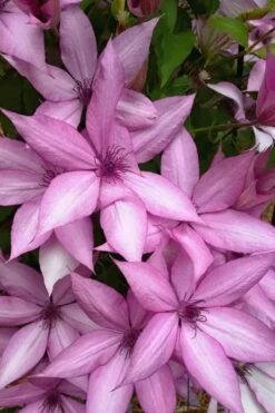 Giselle Clematis - 1 Gallon Pot -Outlet The Ever Garden Store clematis giselle 13