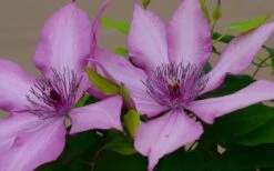 Giselle Clematis - 1 Gallon Pot -Outlet The Ever Garden Store clematis giselle 7