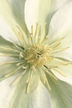 Guernsey Cream Clematis - 1 Gallon Pot -Outlet The Ever Garden Store clematis guernsey cream 1