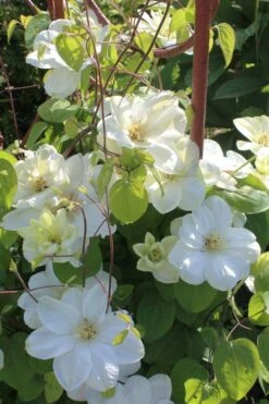 Guernsey Cream Clematis - 1 Gallon Pot -Outlet The Ever Garden Store clematis guernsey cream 3