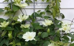 Guernsey Cream Clematis - 1 Gallon Pot -Outlet The Ever Garden Store clematis guernsey cream 4