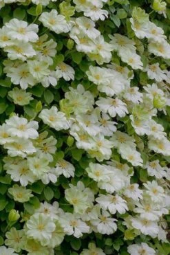 Guernsey Cream Clematis - 1 Gallon Pot -Outlet The Ever Garden Store clematis guernsey cream 5