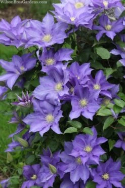H. F. Young Clematis - 1 Gallon Pot -Outlet The Ever Garden Store clematis h f young 13