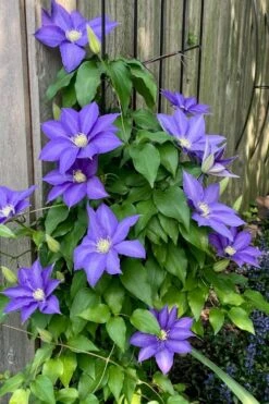 H. F. Young Clematis - 3 Gallon Pot -Outlet The Ever Garden Store clematis h f young 5 1