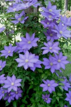 H. F. Young Clematis - 1 Gallon Pot -Outlet The Ever Garden Store clematis h f young 9