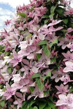 Hagley Hybrid Clematis - 1 Gallon Pot -Outlet The Ever Garden Store clematis hagley hybrid 11