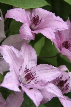 Hagley Hybrid Clematis - 1 Gallon Pot -Outlet The Ever Garden Store clematis hagley hybrid 14