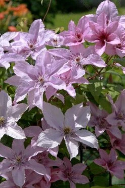Hagley Hybrid Clematis - 1 Gallon Pot -Outlet The Ever Garden Store clematis hagley hybrid 18