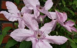 Hagley Hybrid Clematis - 1 Gallon Pot -Outlet The Ever Garden Store clematis hagley hybrid 21