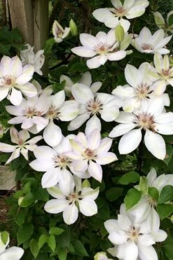 Henryi Clematis - 1 Gallon Pot -Outlet The Ever Garden Store clematis henryi 2