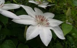 Henryi Clematis - 1 Gallon Pot -Outlet The Ever Garden Store clematis henryi 3