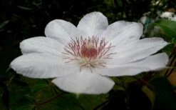 Henryi Clematis - 1 Gallon Pot -Outlet The Ever Garden Store clematis henryi 4