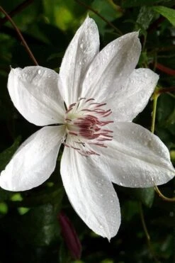 Henryi Clematis - 1 Gallon Pot -Outlet The Ever Garden Store clematis henryi 6