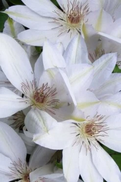 Henryi Clematis - 1 Gallon Pot -Outlet The Ever Garden Store clematis henryi 7