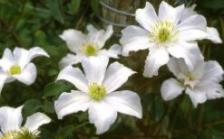 Huldine Clematis - 1 Gallon Pot -Outlet The Ever Garden Store clematis huldine 6