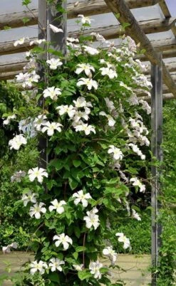 Huldine Clematis - 1 Gallon Pot -Outlet The Ever Garden Store clematis huldine 7jpg