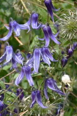 Clematis Integrifolia (Solitary Bush Clematis) - 1 Gallon Pot -Outlet The Ever Garden Store clematis integrifolia soiltary bush clematis 4