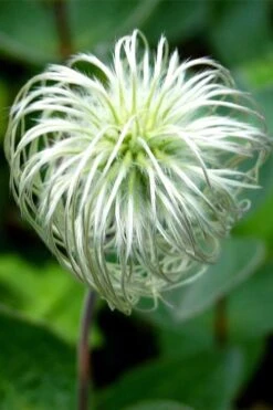 Clematis Integrifolia (Solitary Bush Clematis) - 1 Gallon Pot -Outlet The Ever Garden Store clematis integrifolia soiltary bush clematis 6