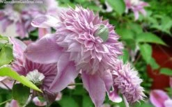 Josephine Clematis - 1 Gallon Pot 9 Josephine Clematis - 1 Gallon Pot -Outlet The Ever Garden Store clematis josephine 15